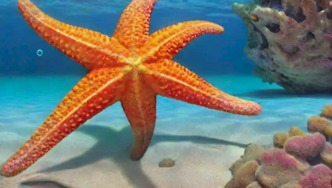 Un paisaje submarino sereno con estrellas de mar y arrecifes de coral.