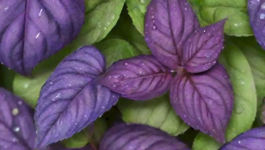 Escena mágica de hojas de albahaca púrpura en un jardín encantador.