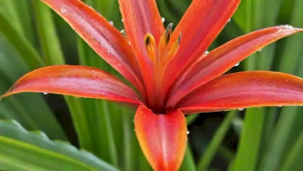 Flores laguzmania coloridas brillan en un jardín tropical bajo una suave luz.