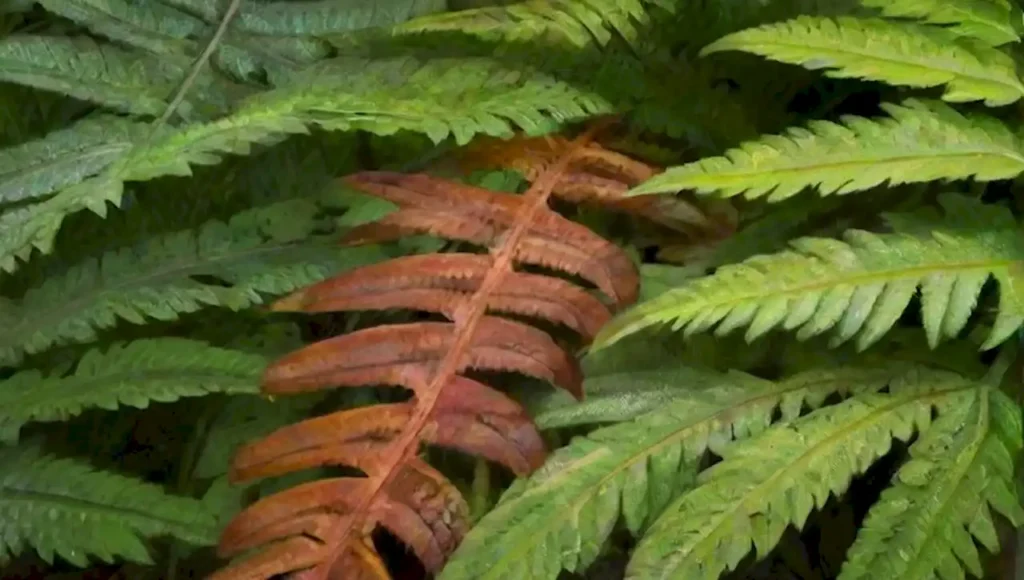 Naturaleza exuberante con hojas vibrantes y texturas diversas.
