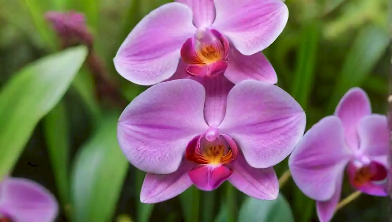 Orquídeas vibrantes en un ambiente tropical, con colores y texturas delicadas.