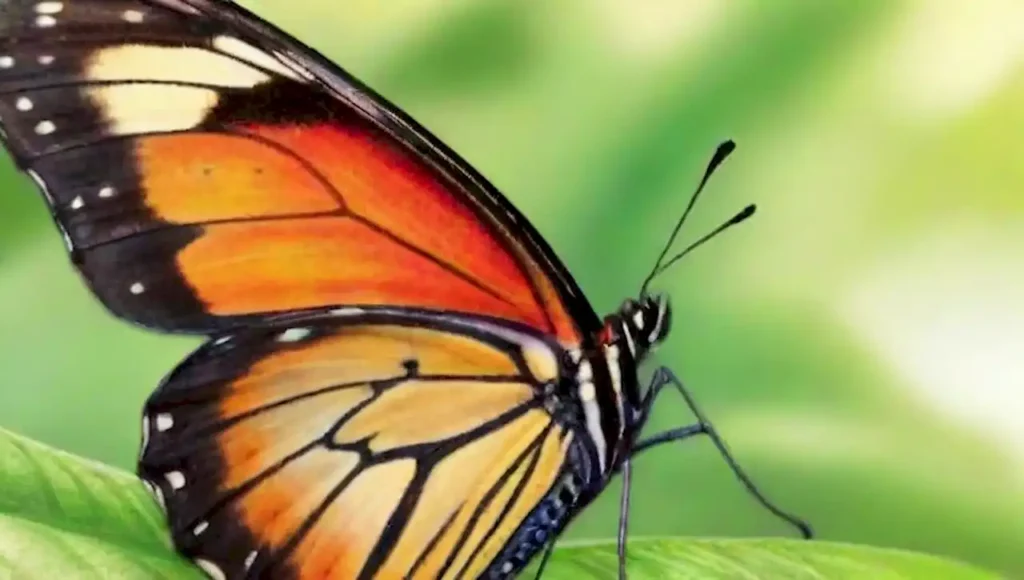 Mariposa colorida con detalles intrincados en un entorno natural.