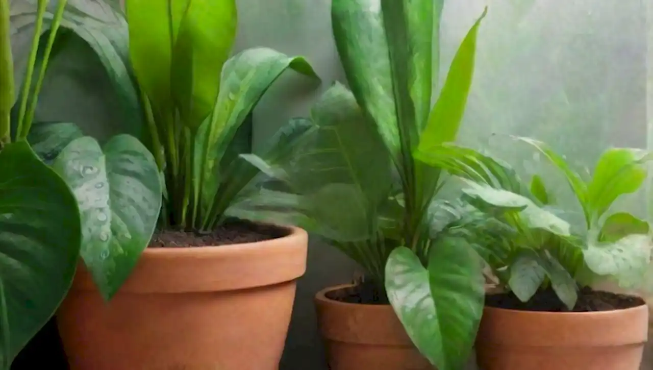 Un jardín sereno y vibrante lleno de plantas tropicales y naturaleza acogedora.