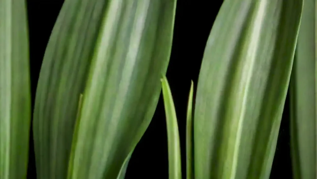 Las variedades de Sansevieria destacan por su follaje verde