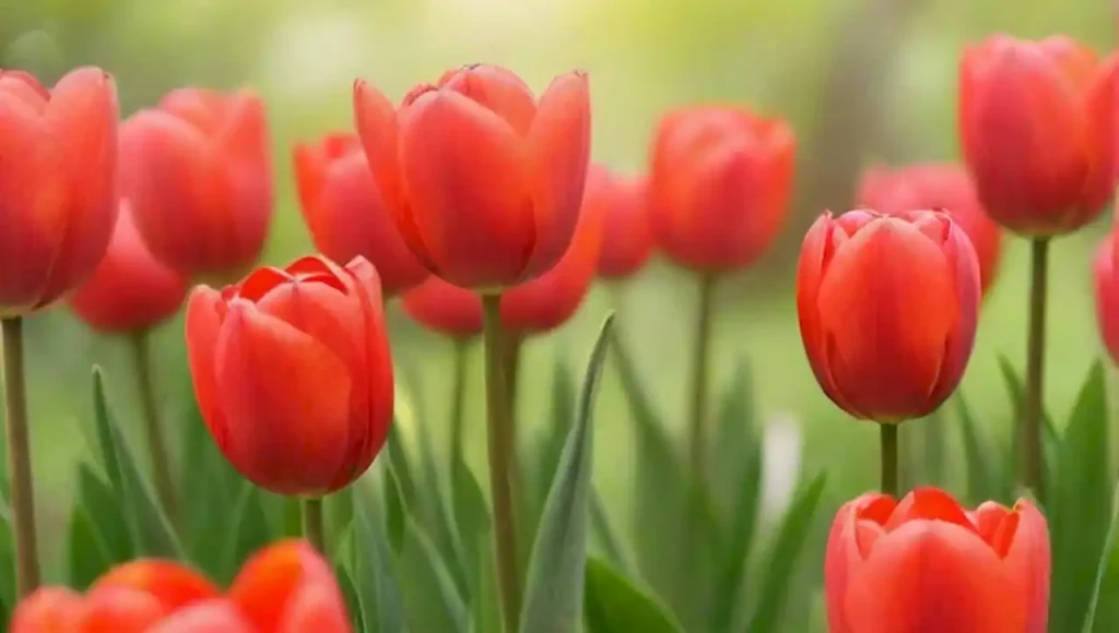 Un jardín romántico de tulipanes en plena floración