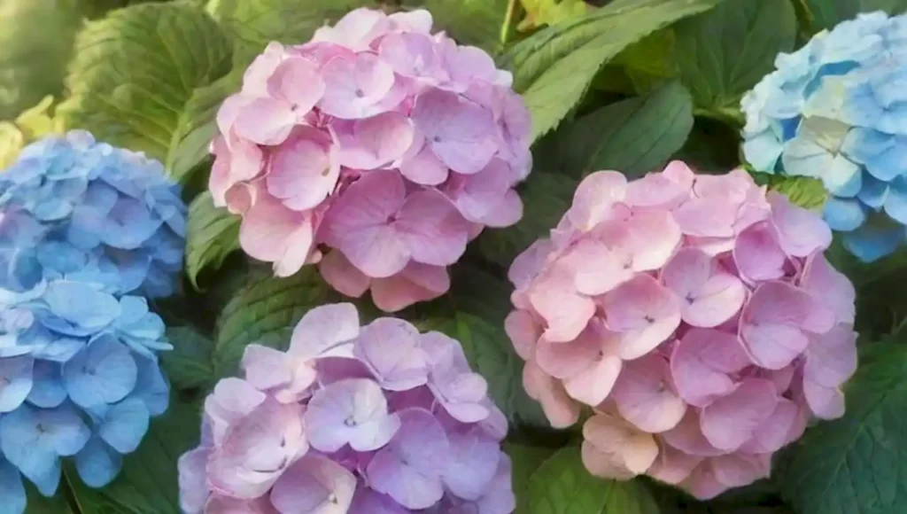 Hermosas hortensias en un jardín sereno con suaves colores pasteles.