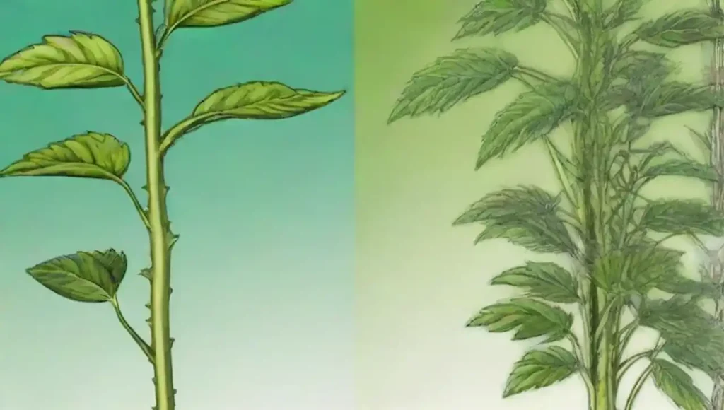 Ilustraciones botánicas de tallos de plantas
